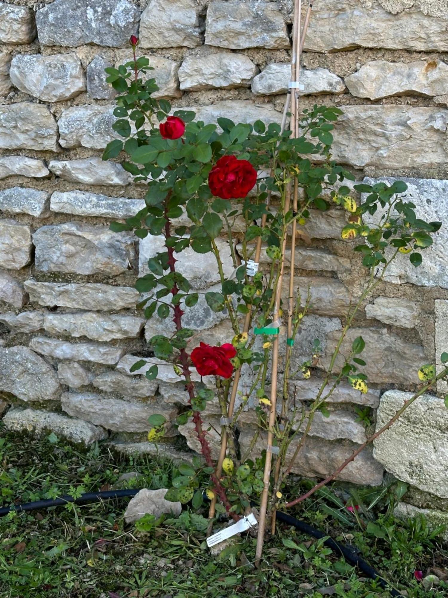 The Charming Private Farmhouse At La Grenouillere Puyreaux Bagian luar foto